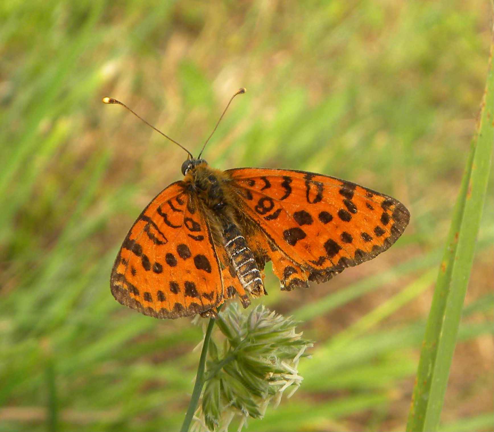 identificazione farfalla